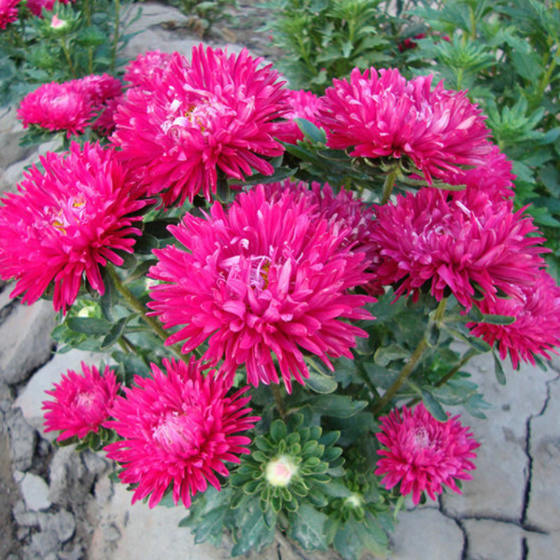 Hot Pink Aster Flower Seeds