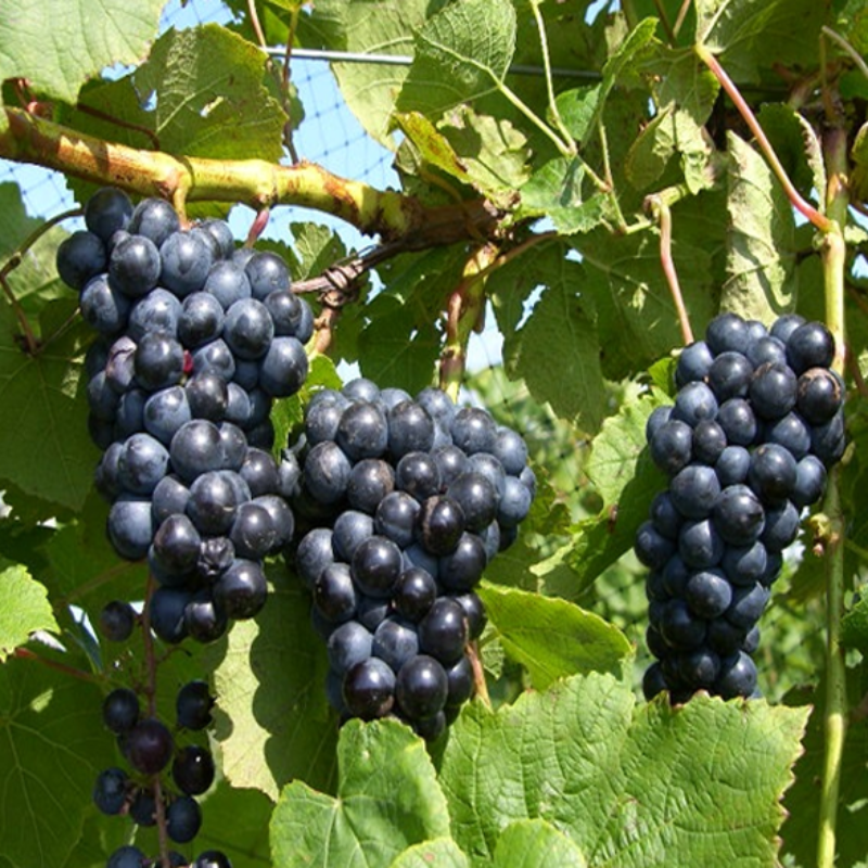 Organic Deep Blue Grape Seeds