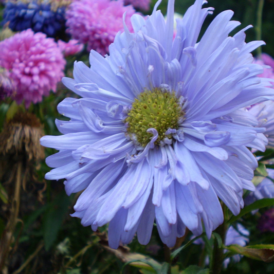 Light Purple Aster Flower Seeds