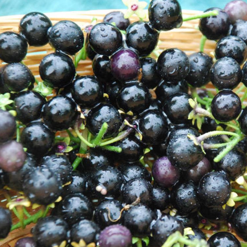 Blueberry Fruit Seeds