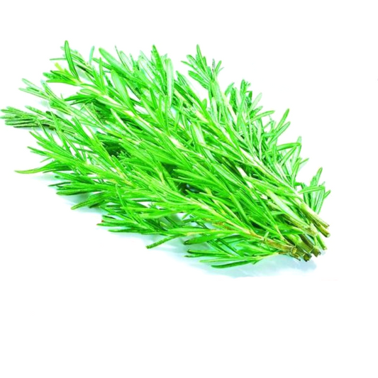 Green Rosemary Plant Seeds