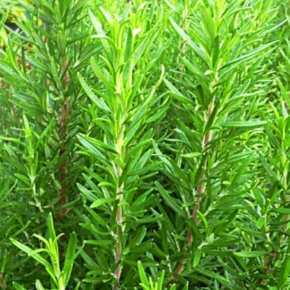 Green Rosemary Plant Seeds