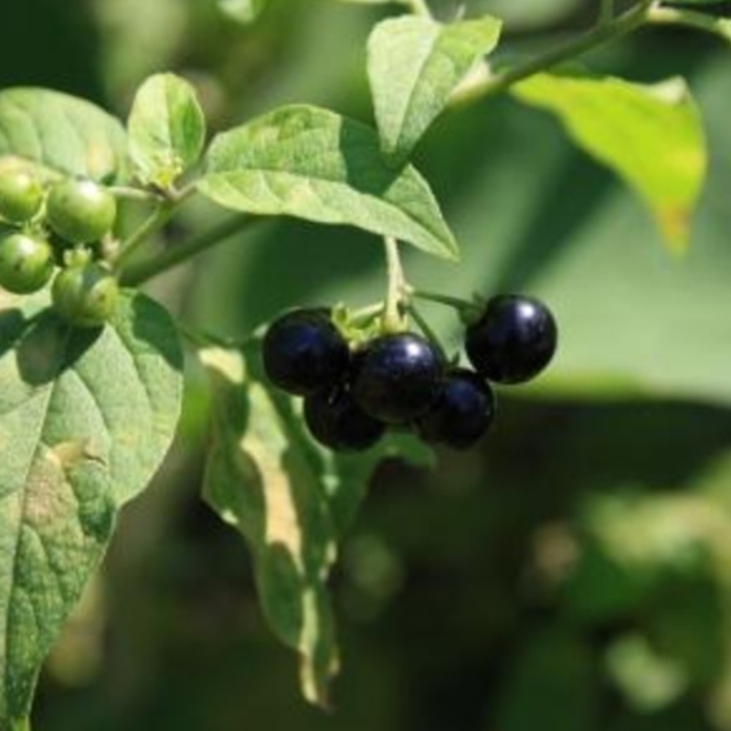 Blueberry Fruit Seeds