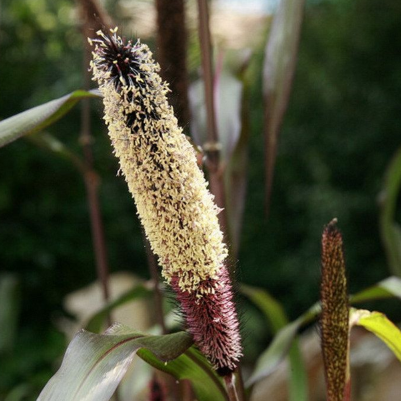 Wolf Tail Ornamental Grass Seeds