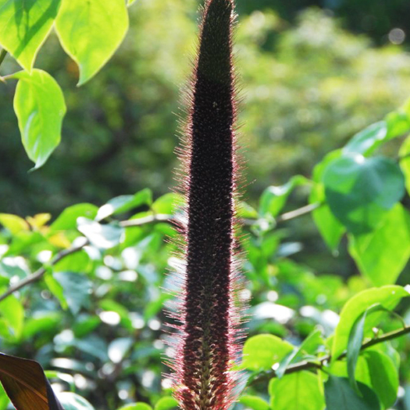 Wolf Tail Ornamental Grass Seeds