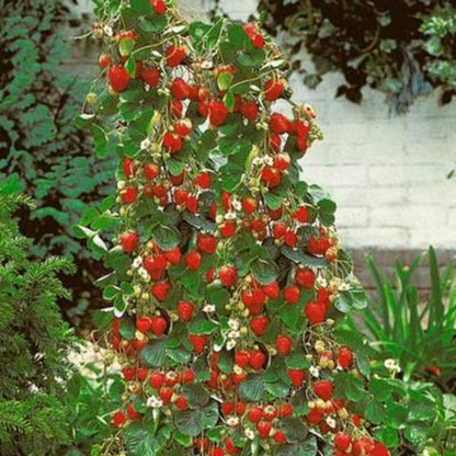 Climbing Strawberry Tree Seeds