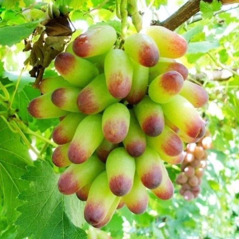 Natural Growth Sweet Grape Seeds