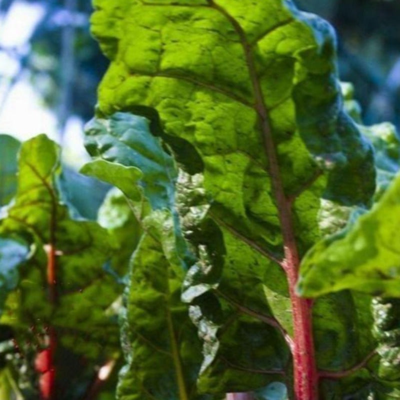 Swiss Chard Seeds