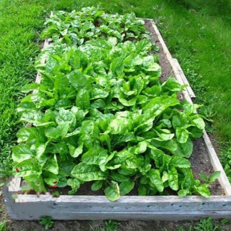 Swiss Chard Seeds