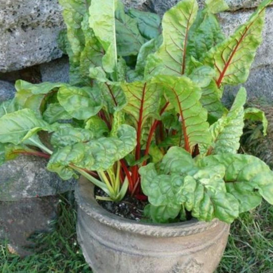 Swiss Chard Seeds