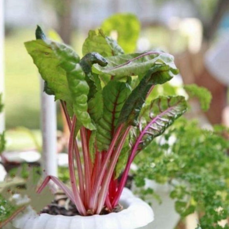 Swiss Chard Seeds