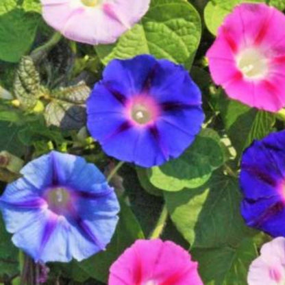 Mix Ipomoea Morning Glory Seeds