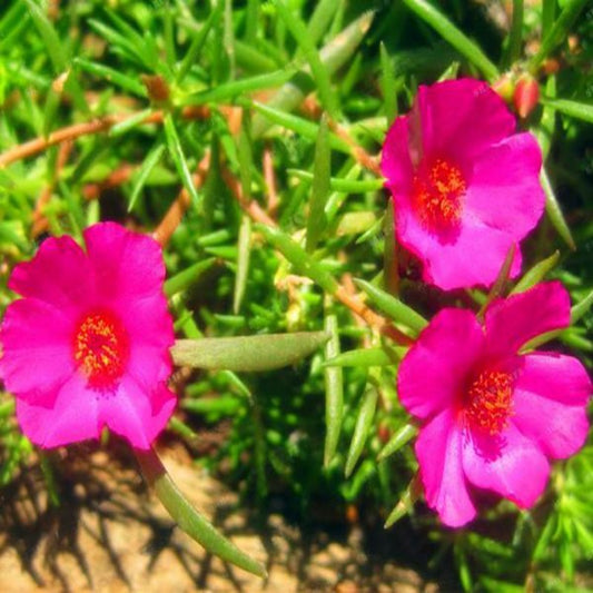 Moss-Rose Purslane Heat Tolerant Seeds