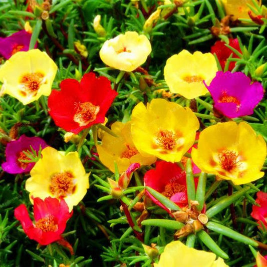 Purslane Double Flower Seeds For Planting
