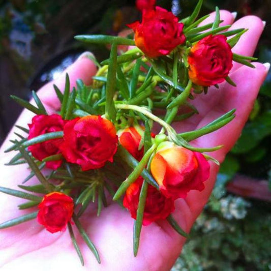 Moss-Rose Double Flower Seeds