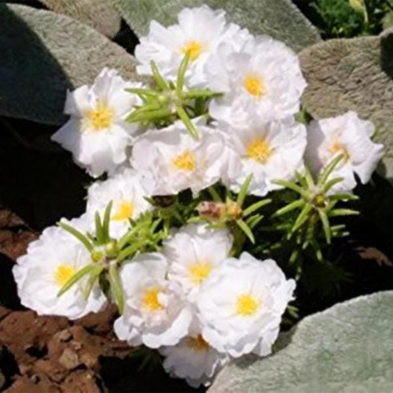 Moss-Rose Purslane Double Flower Seeds