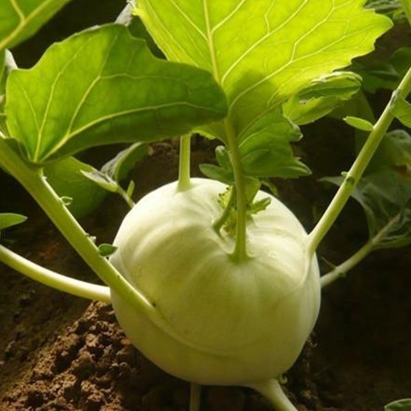 Green Kohlrabi Brassica Vegetable Seeds