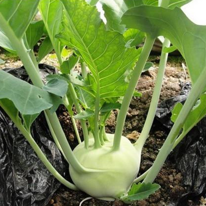 Green Kohlrabi Brassica Vegetable Seeds