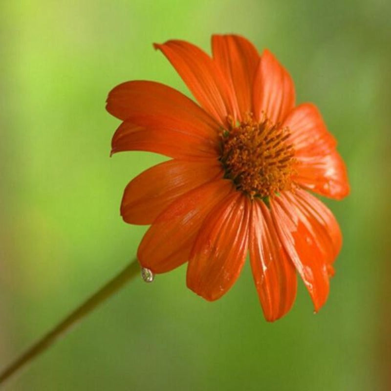 Tithonia Rotundifolia Sunflower Seed