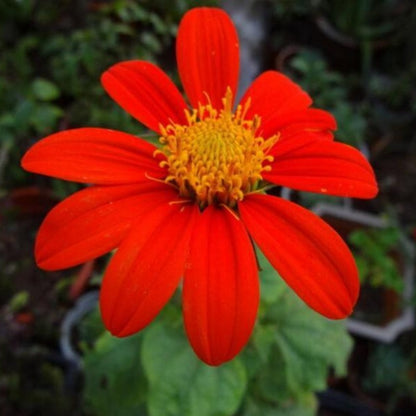 Tithonia Rotundifolia Sunflower Seed