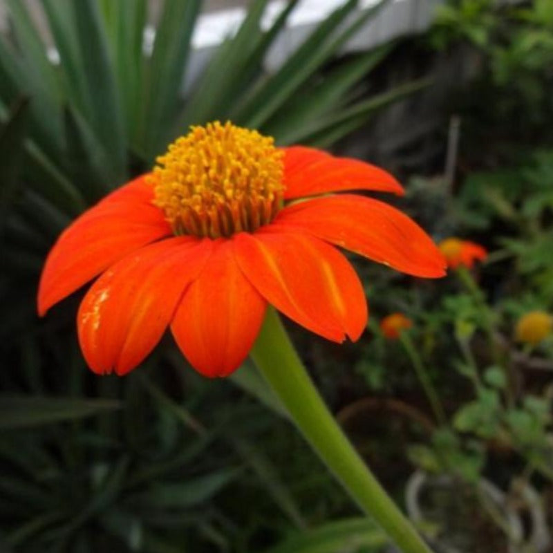 Tithonia Rotundifolia Sunflower Seed