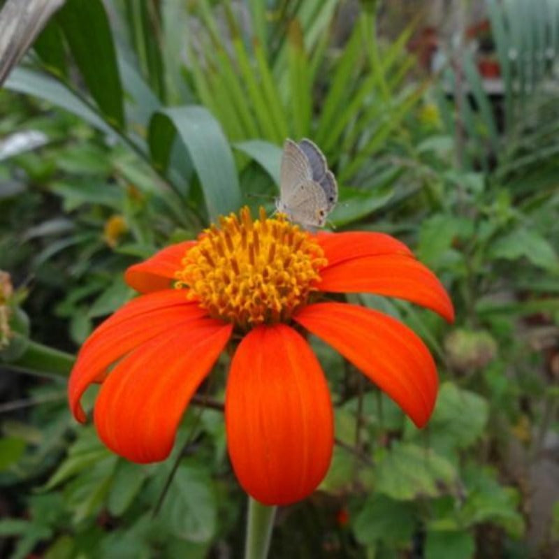 Tithonia Rotundifolia Sunflower Seed