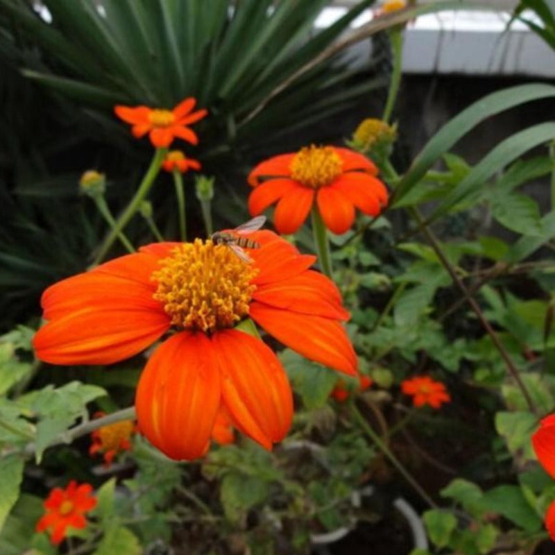 Tithonia Rotundifolia Sunflower Seed