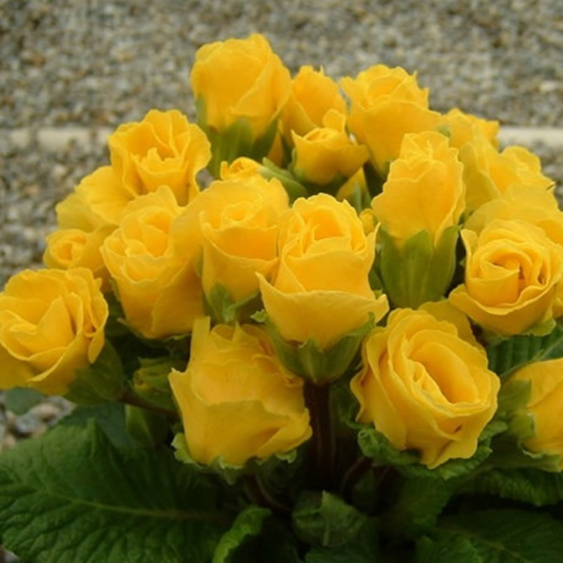 Rose Primula Seeds