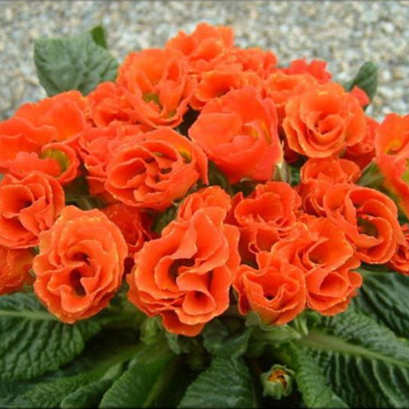 Rose Primula Indoor Plants Seeds