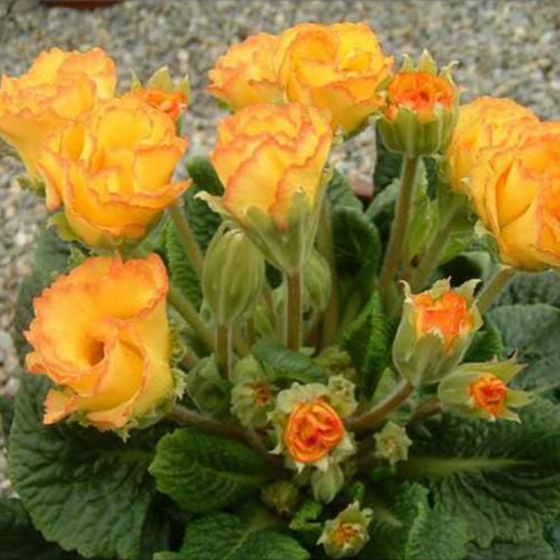 Yellow Rose Primula Seeds