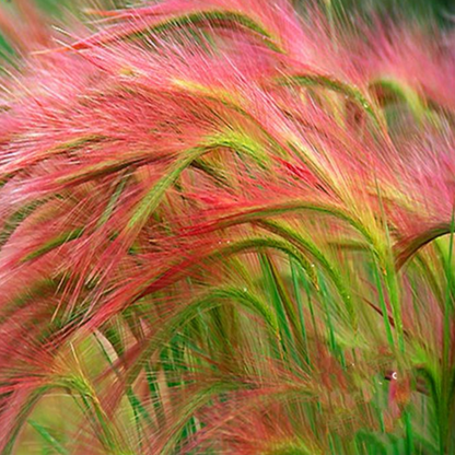 Pink Foxtail Barley Ornamental Grass Seeds