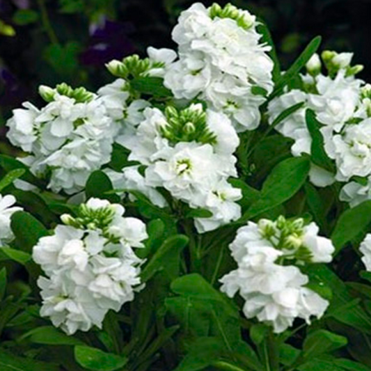 Night Scented Stock Flower Seeds