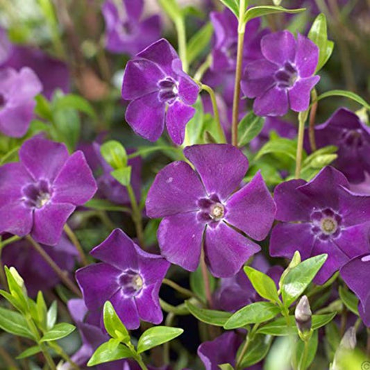 Vinca Periwinkle Seeds