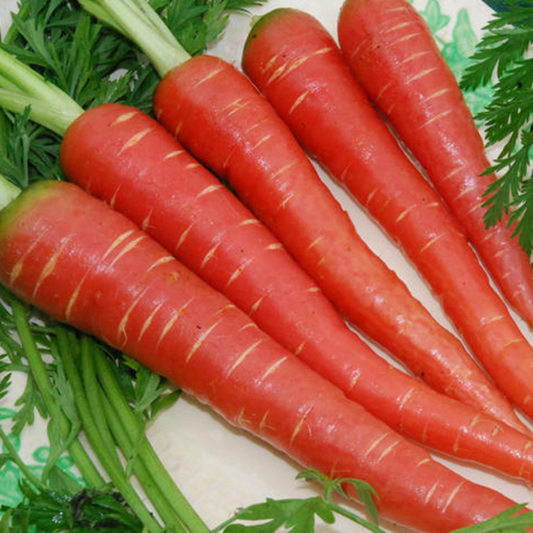 Red Carrot Vegetable Seeds