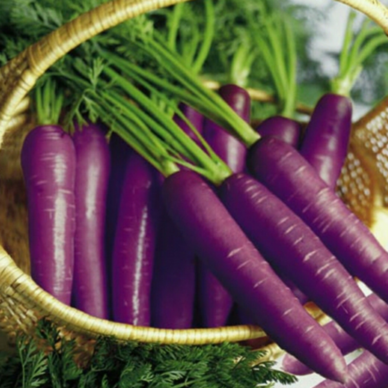 Purple Carrot Seeds