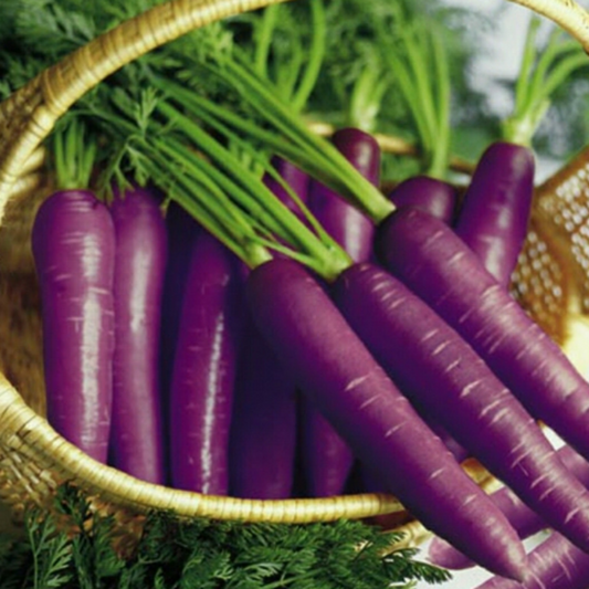 Purple Carrot Seeds