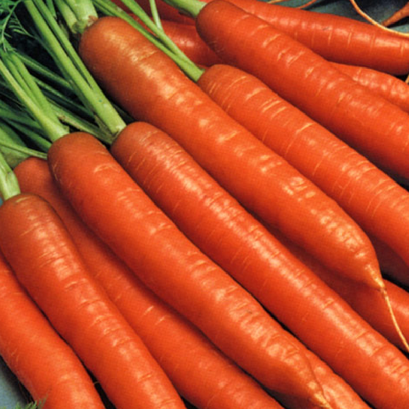 Carrot Vegetable Seeds