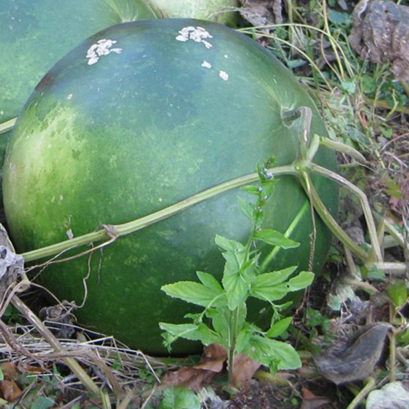 Basket Gourd Lagenaria Siceraria Seeds