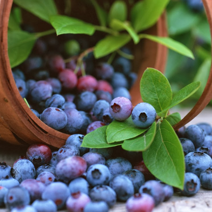 Potted Blueberry Fruit Seeds