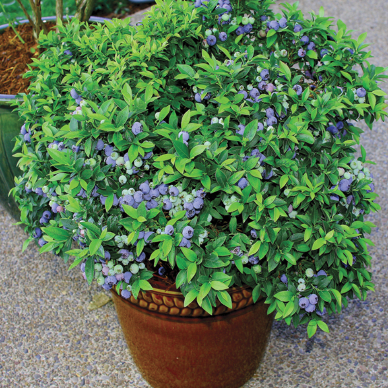 Potted Blueberry Fruit Seeds