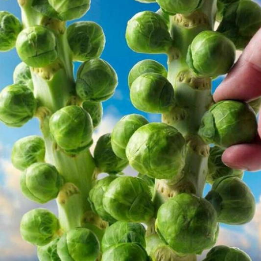 Brussels Sprouts Seeds