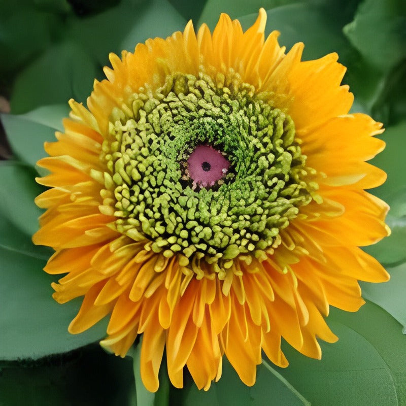 Rudbeckia Maya Flower Seeds