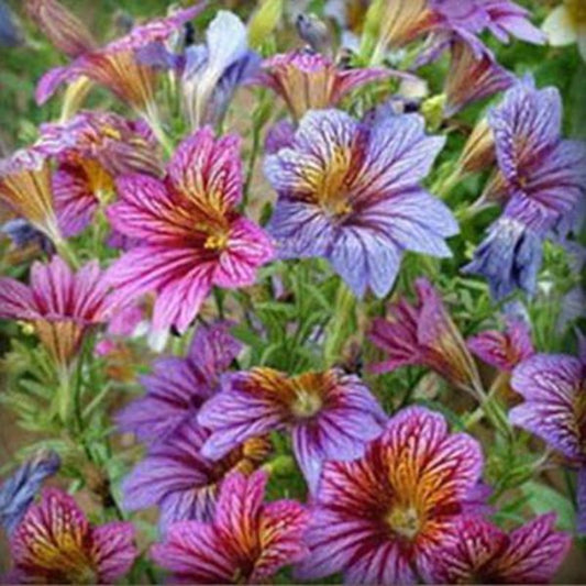 Salpiglossis Seeds