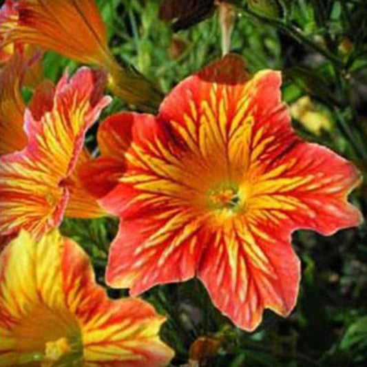 Chile Morning Glory Seeds