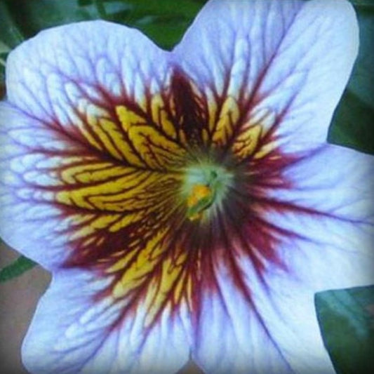 Ipomoea Nil Flower Seeds