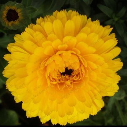 Marigold Calendula Officinalis Seeds