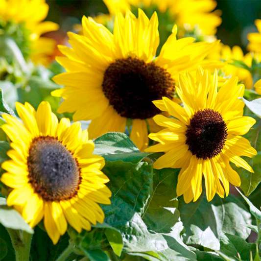 Giant Titan Sunflower Seeds