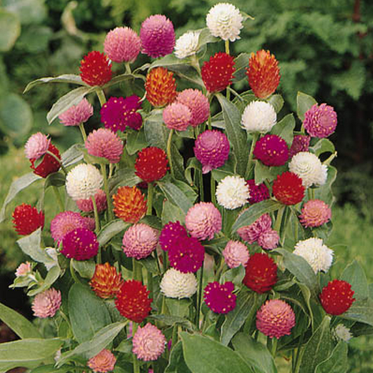 Amaranth Flower Seeds