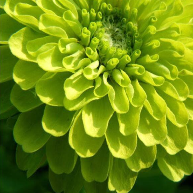 Giant Zinnia Queen Lime Seeds