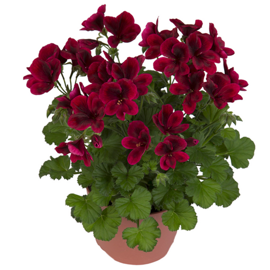 Geranium Perennial Flower Seeds